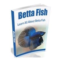 Poissons de Betta
