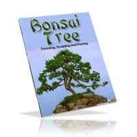 Arbre Bonsai