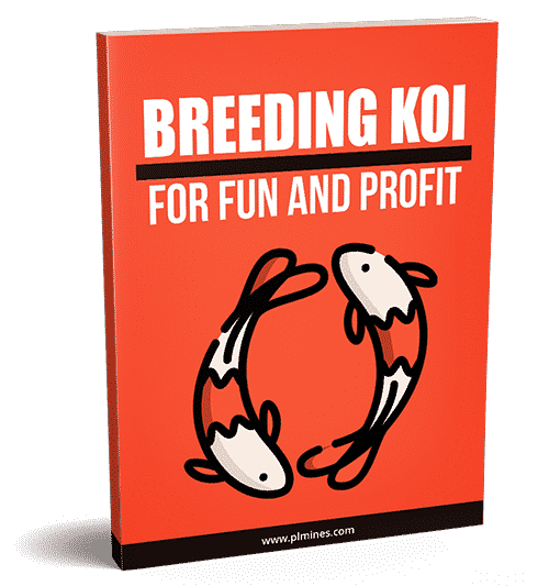 Elevage de Koi pour le plaisir et le profit