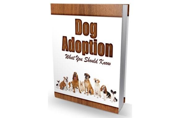 Adoption du chien Ce que vous devez savoir