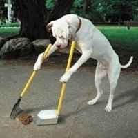 Techniques de formation des chiens