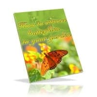 Comment attirer les papillons vers votre jardin