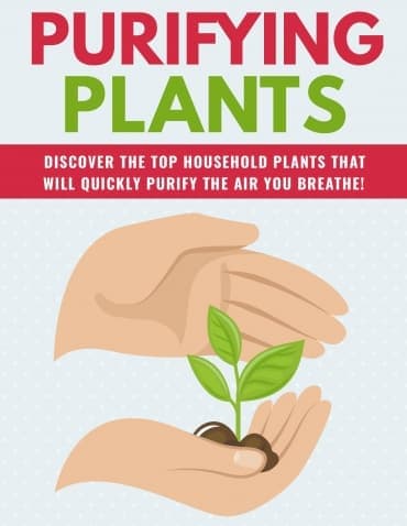 Plantes purifiantes